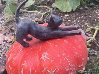 chat posé sur une citrouille